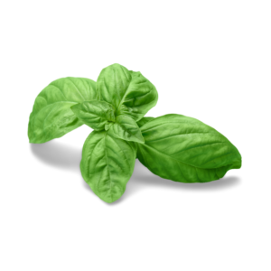 Albahaca Kg.